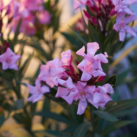 Hotel Phellos Boutique Ağva